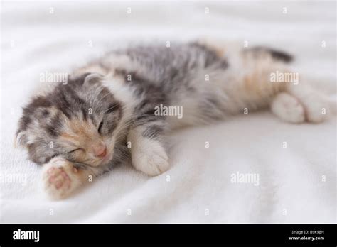 Scottish fold sleeping on a blanket Stock Photo - Alamy