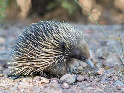 Echidna biology for conservation, wildlife management & habitat ...