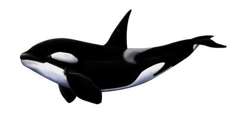 Killer Whale Png Transparent Background Image For Free Download 2 - Riset