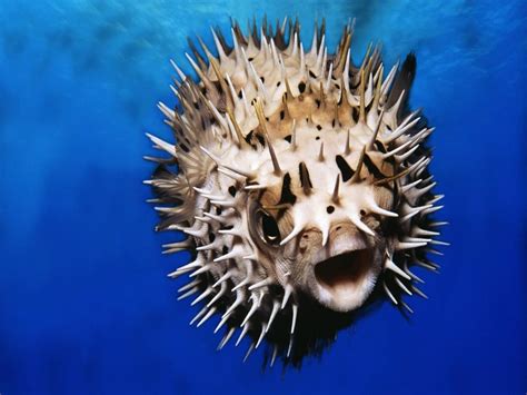 Scientists uncover the genes that give pufferfish their protective ...