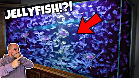 My First Jellyfish Aquarium!?! (I've had Omicron) - YouTube