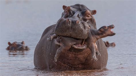 Fotopreis: Naturfotos für Nervenstarke: Drastische Bilder beim Wildlife ...