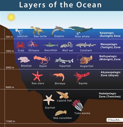 Layers of the Ocean: Facts and Diagram