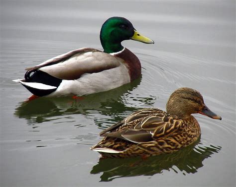 "Two little ducks." by Chris Bird | Redbubble