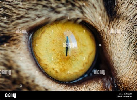 Yellow cat's eye with a narrow pupil close-up Stock Photo - Alamy