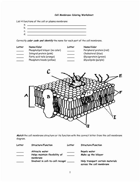 Plasma Membrane Diagram Worksheet