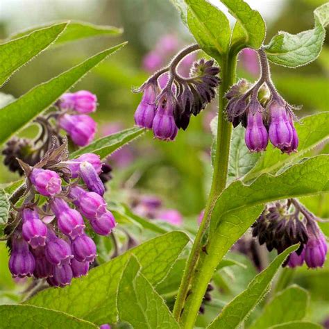 True Comfrey Seeds, Symphytum Officinale Seeds Non-gmo Medicinal Herbs ...