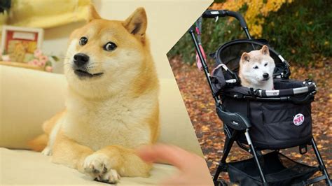 Doge meme dog, Kabosu, passes away at 18; What happened?