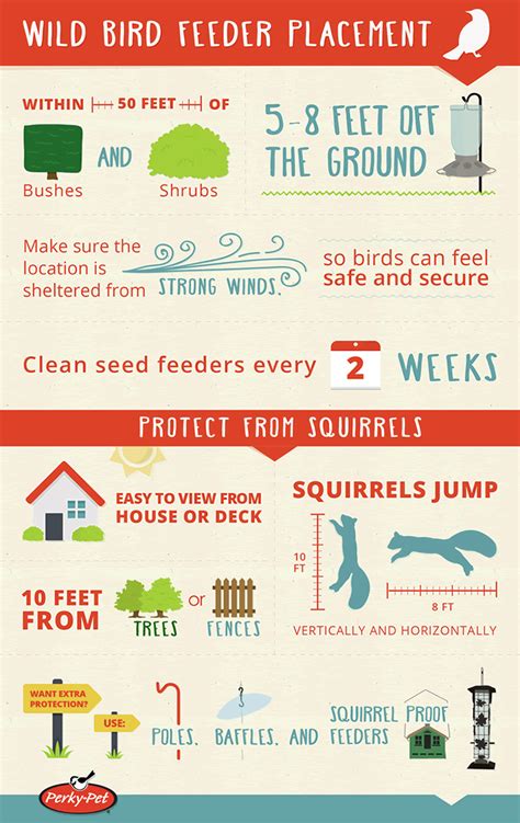 Wild Bird Feeder Placement | Infographic Post