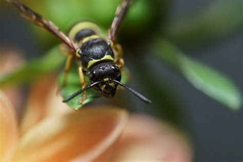 Potter Wasp 2 | Bruce Foster | Flickr