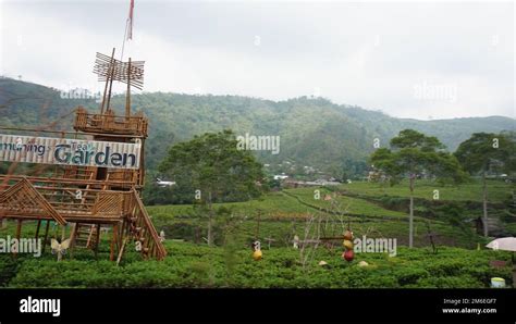 Tea Garden Kemuning, Central Java Indonesia Stock Photo - Alamy