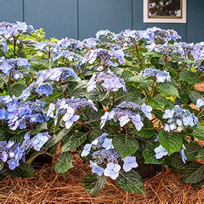 Hydrangea/ Pop Star - Pine Lane Nursery