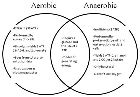 Difference between Aerobic and Anaerobic Respiration | Aerobic ...