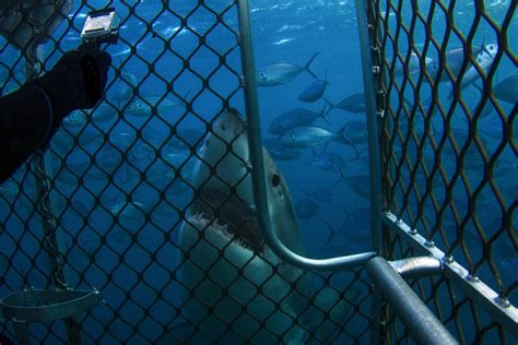 Is Shark Cage Diving Safe? - American Oceans