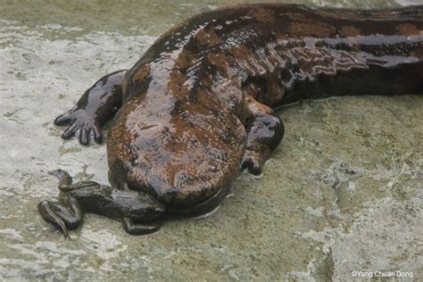 Chinese Giant Salamander Amphibian