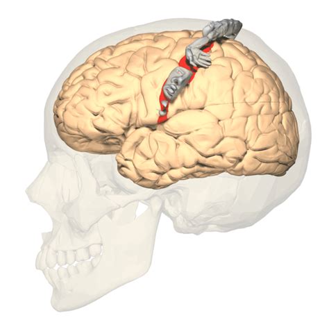 Somatosensory Cortex | Function, Position, Anatomy, Physiology