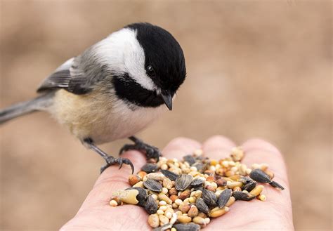 FEED THE BIRDS DAY - February 3, 2025 - National Today