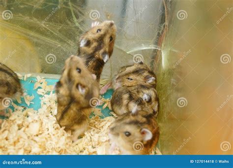 Hamsters are Playing. they are Funny and Cute Stock Photo - Image of ...