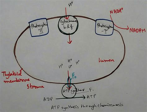 Chemiosmotic Hypothesis | Movement of Ions | Chemiosmosis in Plants