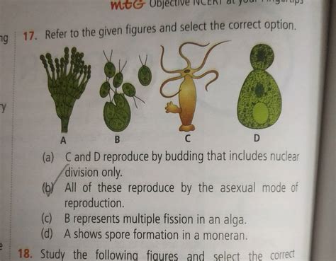 reproduction - Multiple fission and spore formation - Biology Stack ...