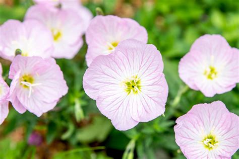 How to Grow and Care for Pink Evening Primrose