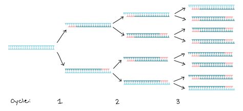 Polymerase Chain Reaction Diagram