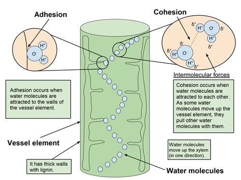 Describe the Cohesion-tension Theory of Water Transport in the Xylem