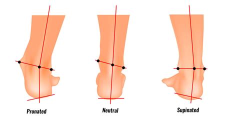 Supination Of Ankle