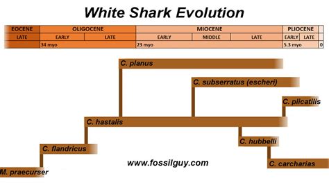 Fossilguy.com: Prehistoric White Sharks - Types, Facts, Origins, and ...