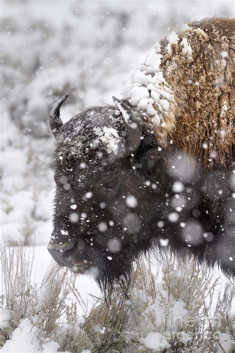 Bison in Snow Storm Photograph by Mike Cavaroc