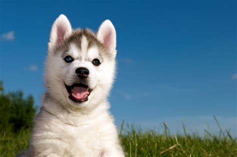 Baby Husky Wallpapers - Top Free Baby Husky Backgrounds - WallpaperAccess