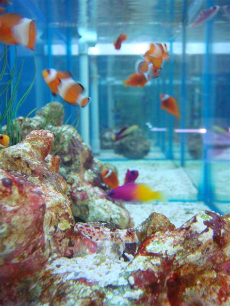 How to Keep Clown Fish in an Aquarium