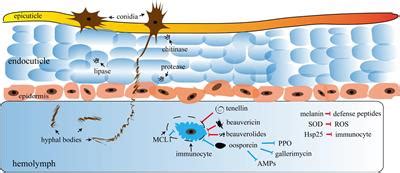 Frontiers | The Toxins of Beauveria bassiana and the Strategies to ...