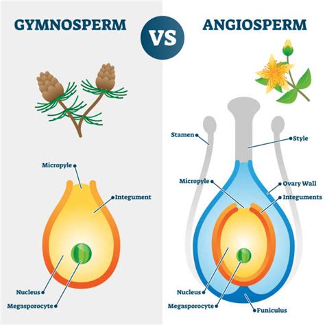 60+ Gymnosperm Illustrations Stock Illustrations, Royalty-Free Vector ...