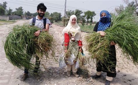 Rhodes grass seed production: an initiative for smallholder farmers ...