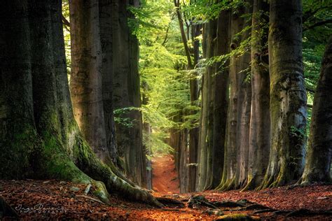 Netherland | Nature, Tree, Old images