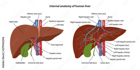 Internal anatomy of human liver with description of the corresponding ...