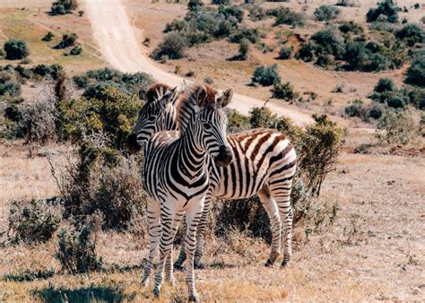 Addo Elephant National Park - Complete Visitors Guide