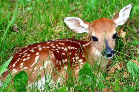 Newborn White Tailed Deer