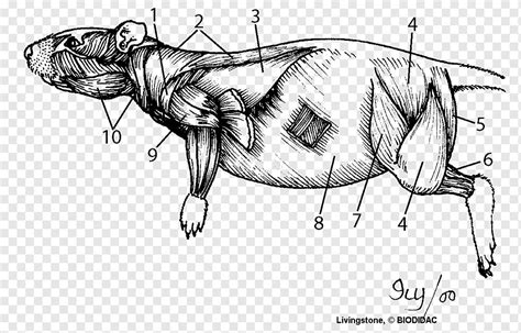 40 rat dissection diagram