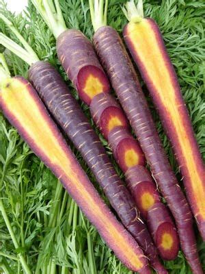 Carrot Purple Dragon - The Seed Warehouse