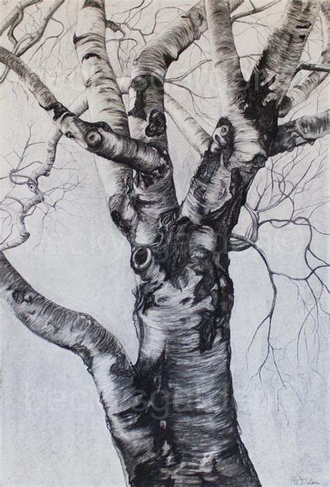 Pin by Xenia Ioannidou on Art Reference- Trees | Tree drawings pencil ...