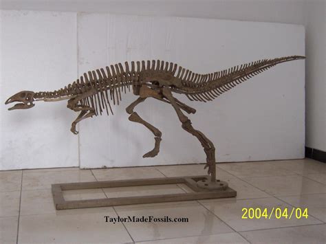 Dinosaur casts, dinosaur replicas, dinosaur reproductions, replica ...