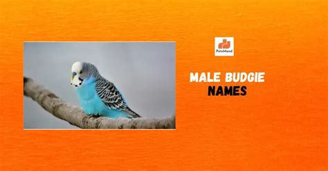 Budgie Names (229 Male, Female, Color-based, Cute Names) - Pets Mond