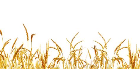 Wheat Field PNG Clipart | PNG All