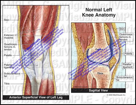 Normal Left Knee Anatomy - Medivisuals Inc.