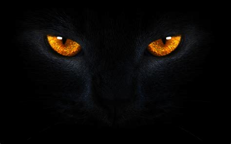 Black Cat Eyes Wallpaper - WallpaperSafari