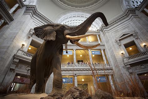 Smithsonian Natural History Museum in Washington DC