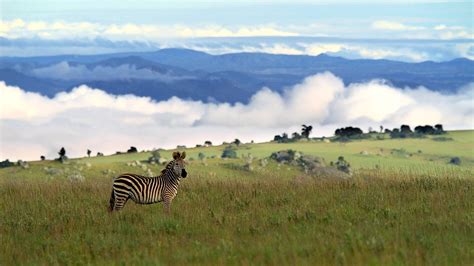 Malawi Wildlife | 173 sightings of species across Malawi | Expert Africa