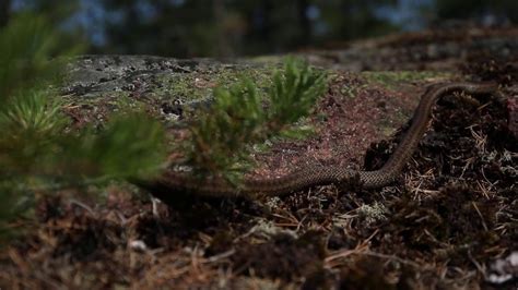 Smooth Snake In It's Natural Habitat (Coronella austriaca) 1Of2 - YouTube